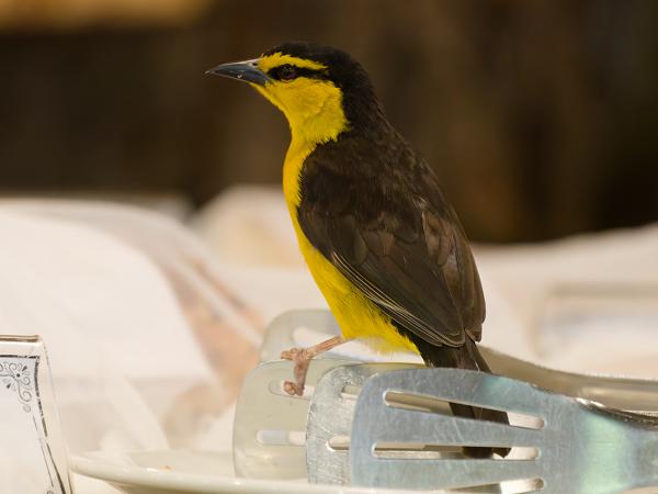 <h3><a href="/trips/tanzania/biota/animalia/chordata/aves/040 passeriformes/114 ploceidae/ploceus nigricollis/ploceus nigricollis-nl.html">Ploceus&nbsp;nigricollis</a> / Black‑necked&nbsp;weaver / Zwartnekwever</h3>OM-1 Mark II met OLYMPUS M.150-400mm F4.5, 1/80 sec  bij F4.5, ISO 10000, afstand 5.20&nbsp;m